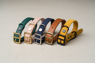 Pet Collars